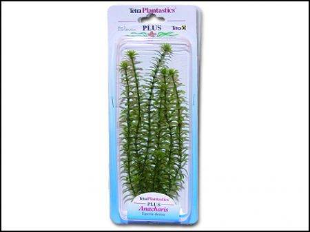 Rostlina TETRA Anacharis Plus 23 cm
