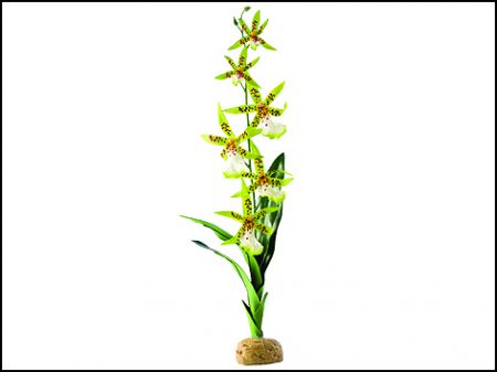 Rostlina EXO TERRA Spider Orchid 45 cm