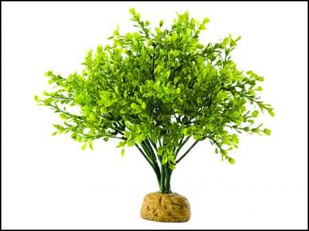 Rostlina EXO TERRA Boxwood Bush 27 cm